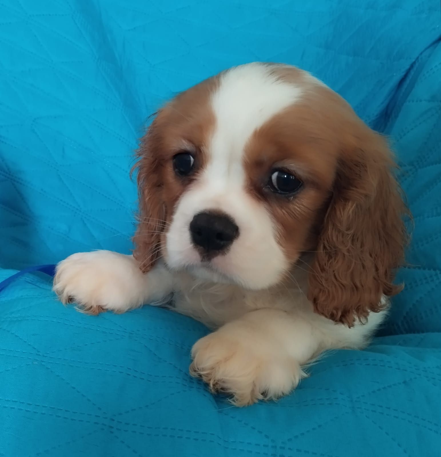 cucciolo di cavalier king marrone