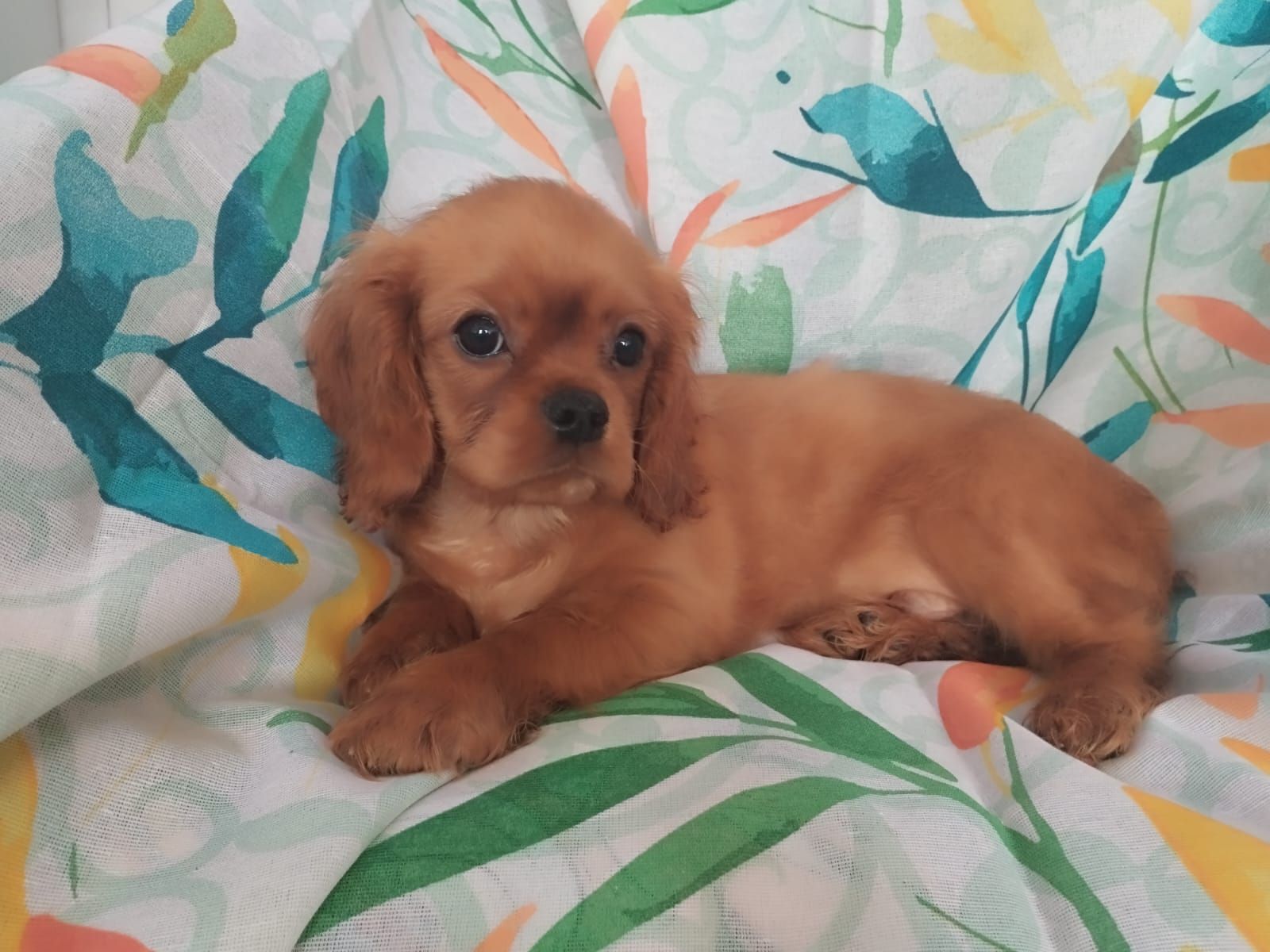 cavalier king cucciolo