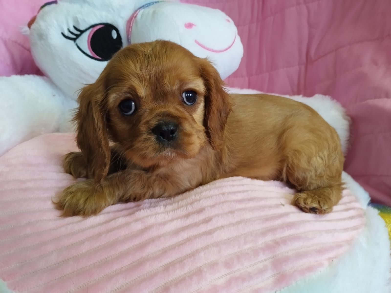 cavalier king marrone