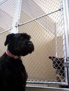 Dog Boarding In Kennel