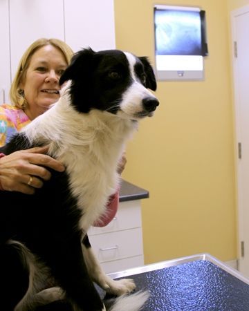 A woman is petting a black and white dog on a table