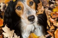 dog playing in a pile of leaves