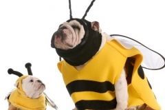 dogs in bee costumes