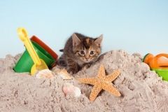 cat in summer on a beach