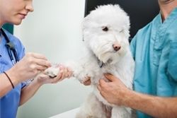 dog having blood drawn