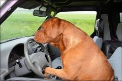 Dog Driving A Car