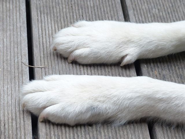 Dog Paws