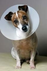 Elizabethan Collar On A Dog