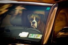 dog left in a hot car