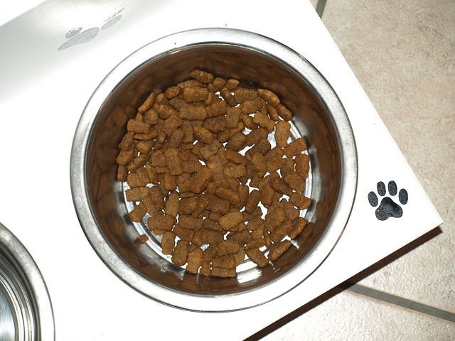 Bowl Of Dog Food