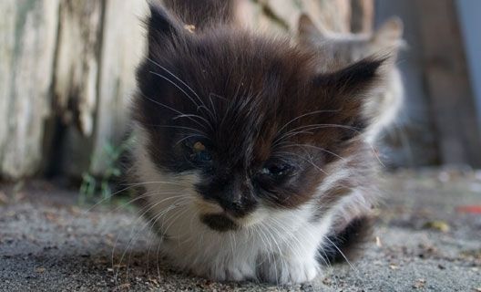 homeless kitten