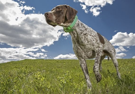 dog in grass field