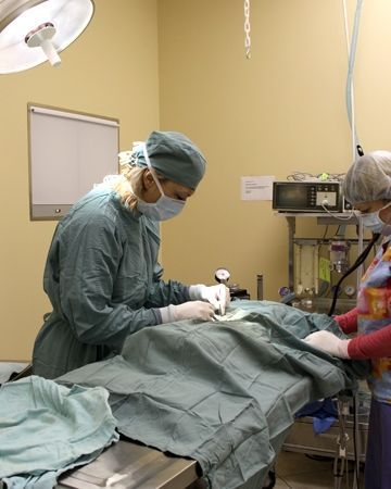 A surgeon is operating on a dog in an operating room.