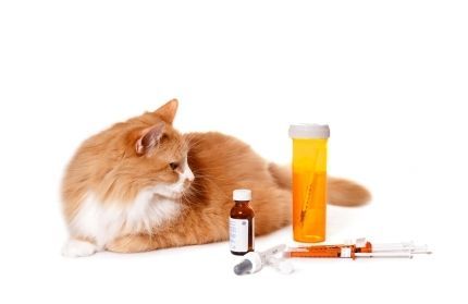 Cat And Its Medications