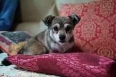 Puppy on the couch with cushions