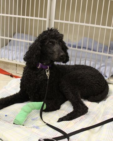 A black poodle with a cast on its leg is laying on a bed.