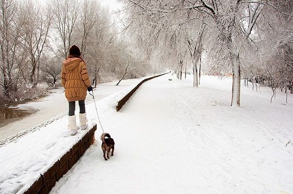 Walking A Dog In Snow