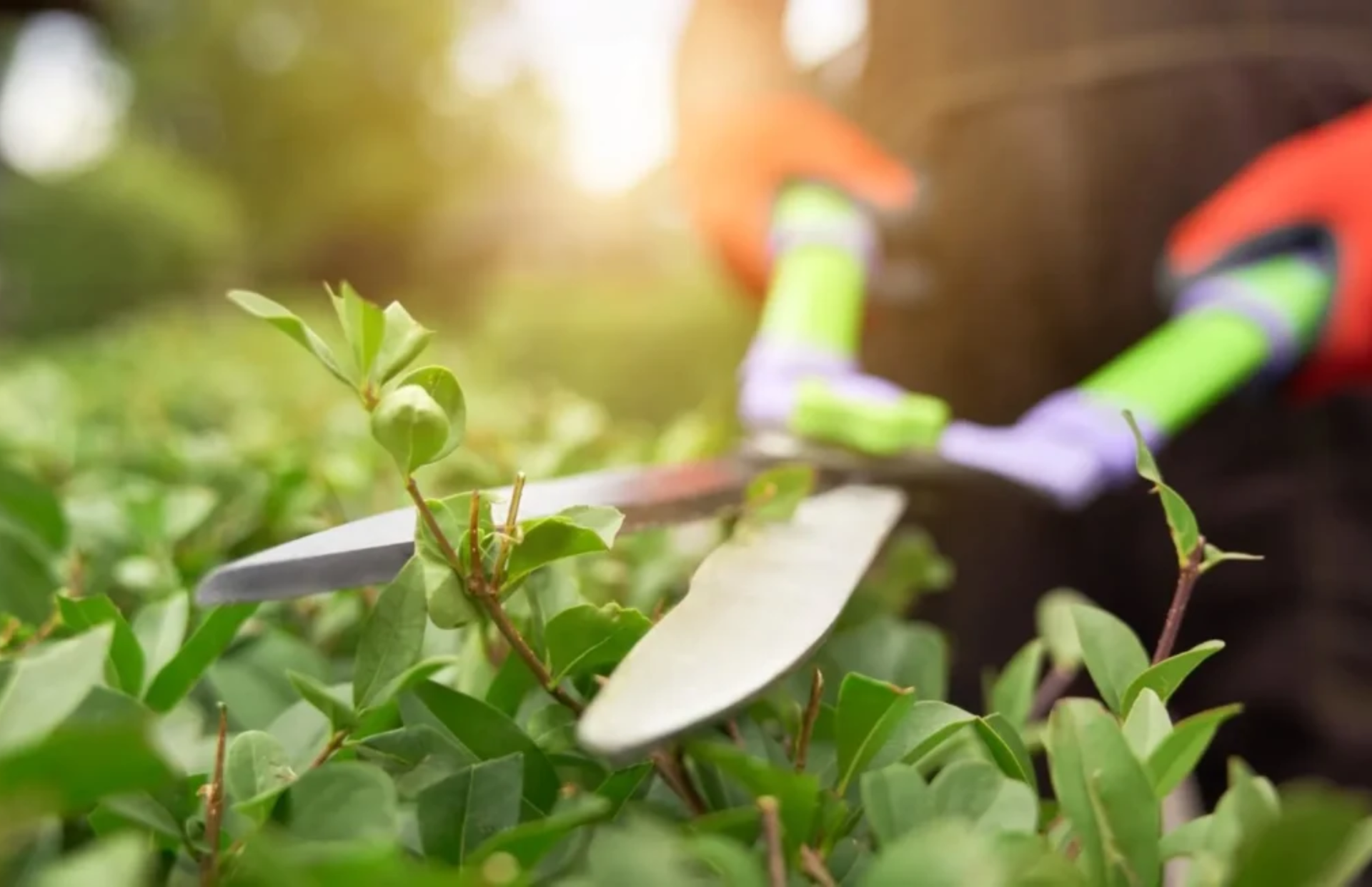 Person using garden shears to trim green plants in sunlight