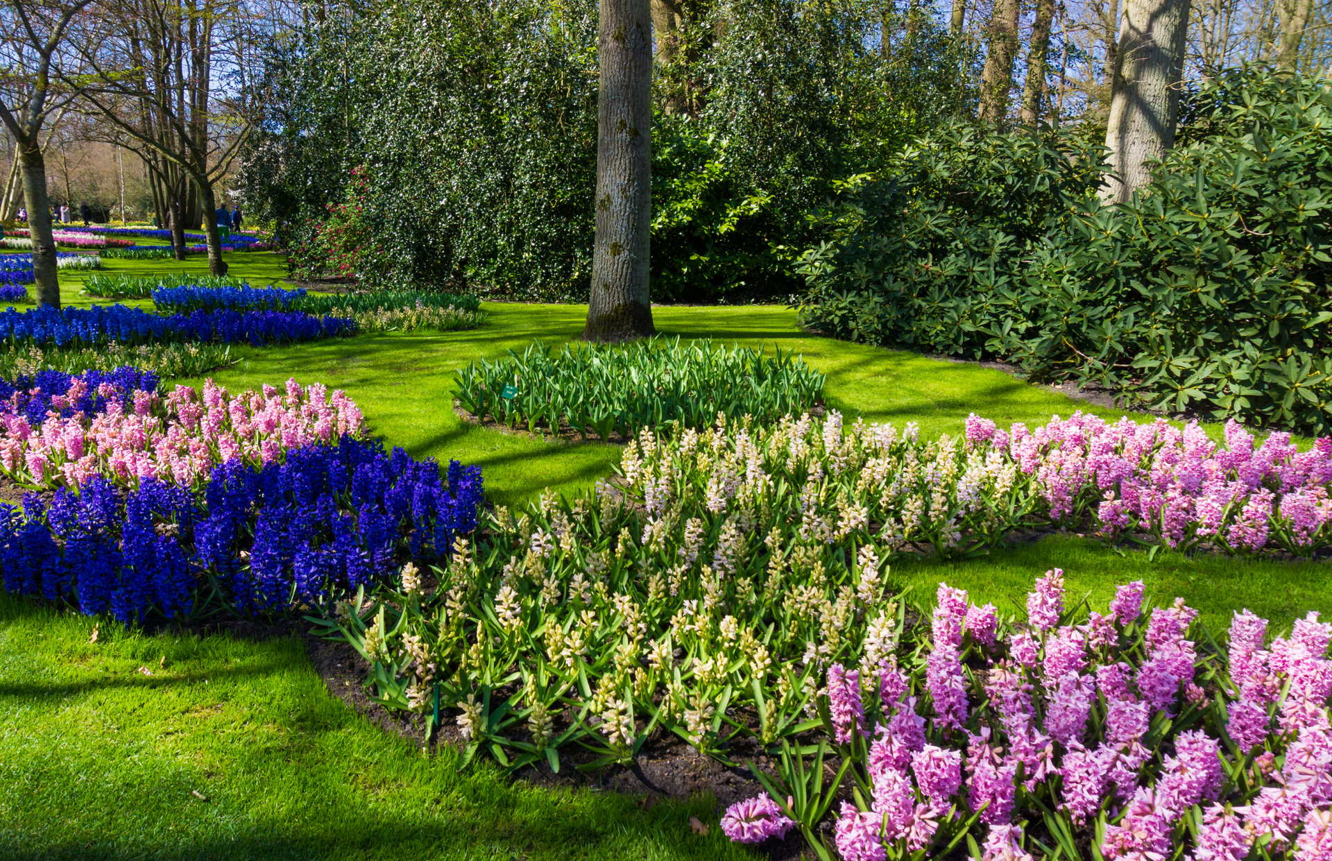 Colorful tulip beds in a sunny garden with green lawns and tall trees
