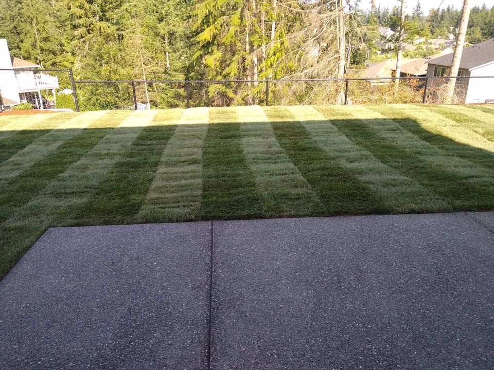 A lawn with a concrete walkway and a fence in the background.
