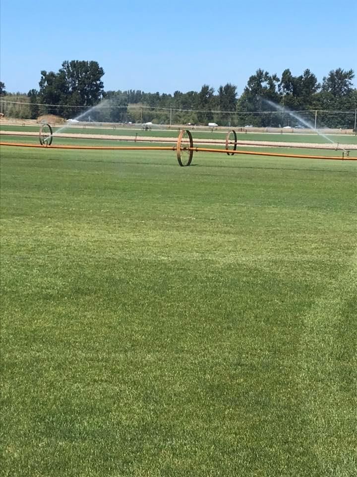 A lush green field with a fence and sprinklers in the background