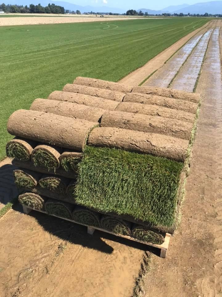 A pallet filled with rolls of turf is sitting in a field.