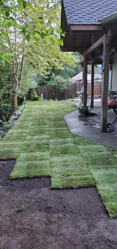 A lush green lawn is being installed in front of a house.