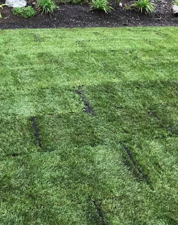 A close up of a lush green lawn with a few black spots on it.