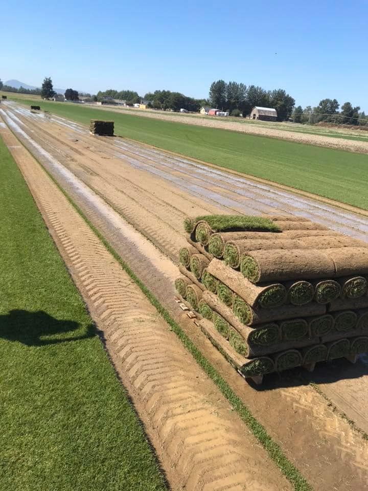 A field of grass rolls sitting on top of each other.