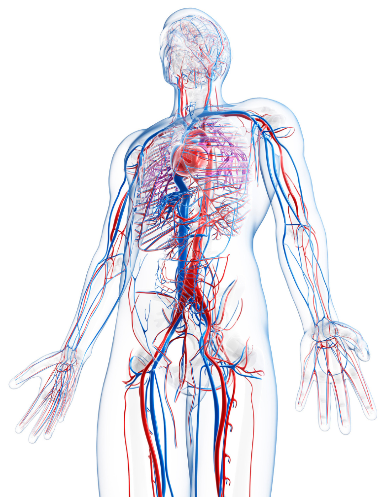 A computer generated image of a brain with a red spot in the middle