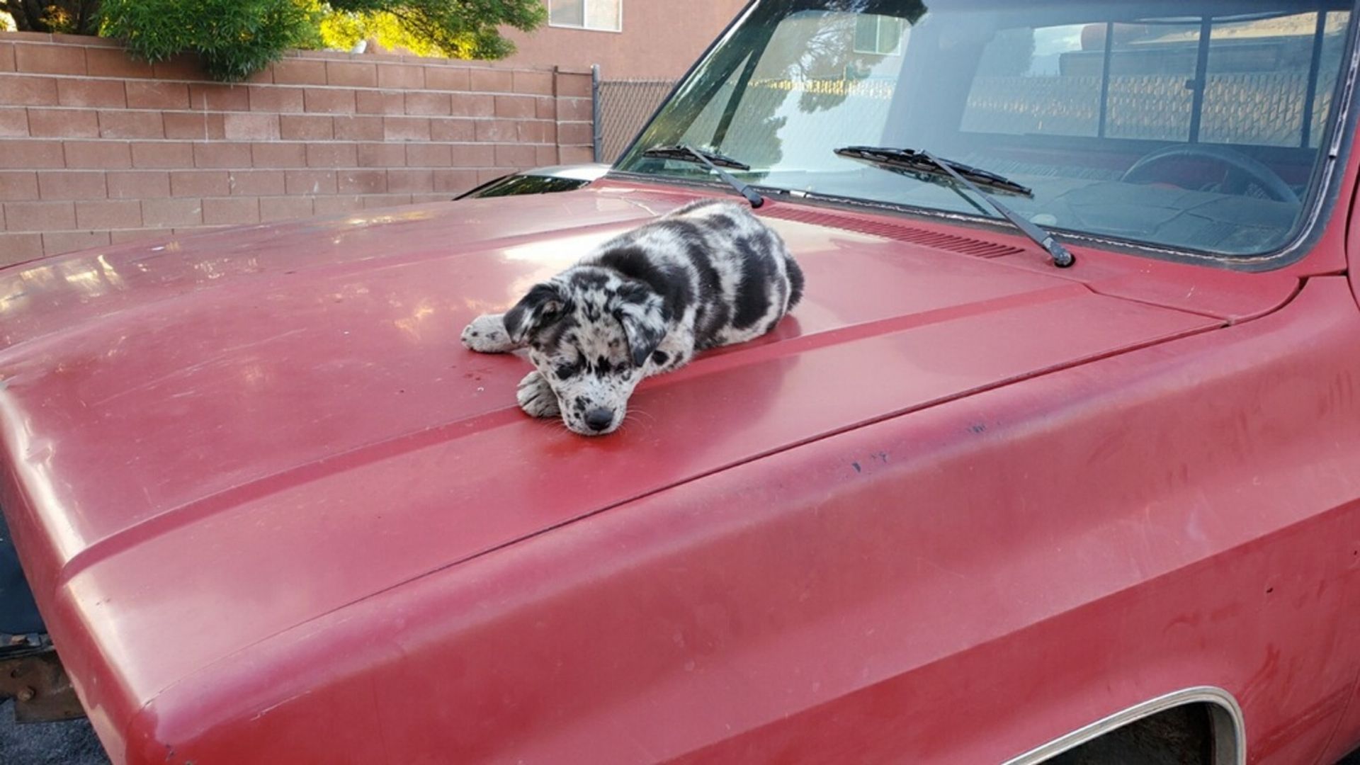 A dog is laying on the hood of a red truck.