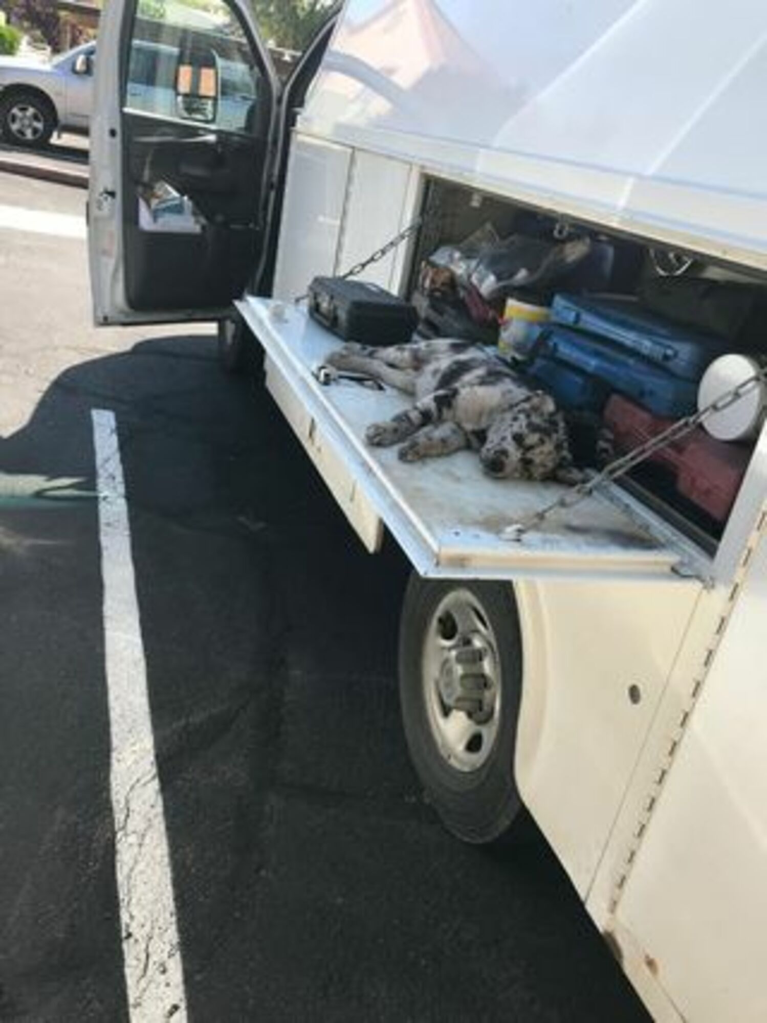A dog is laying in the back of a white van