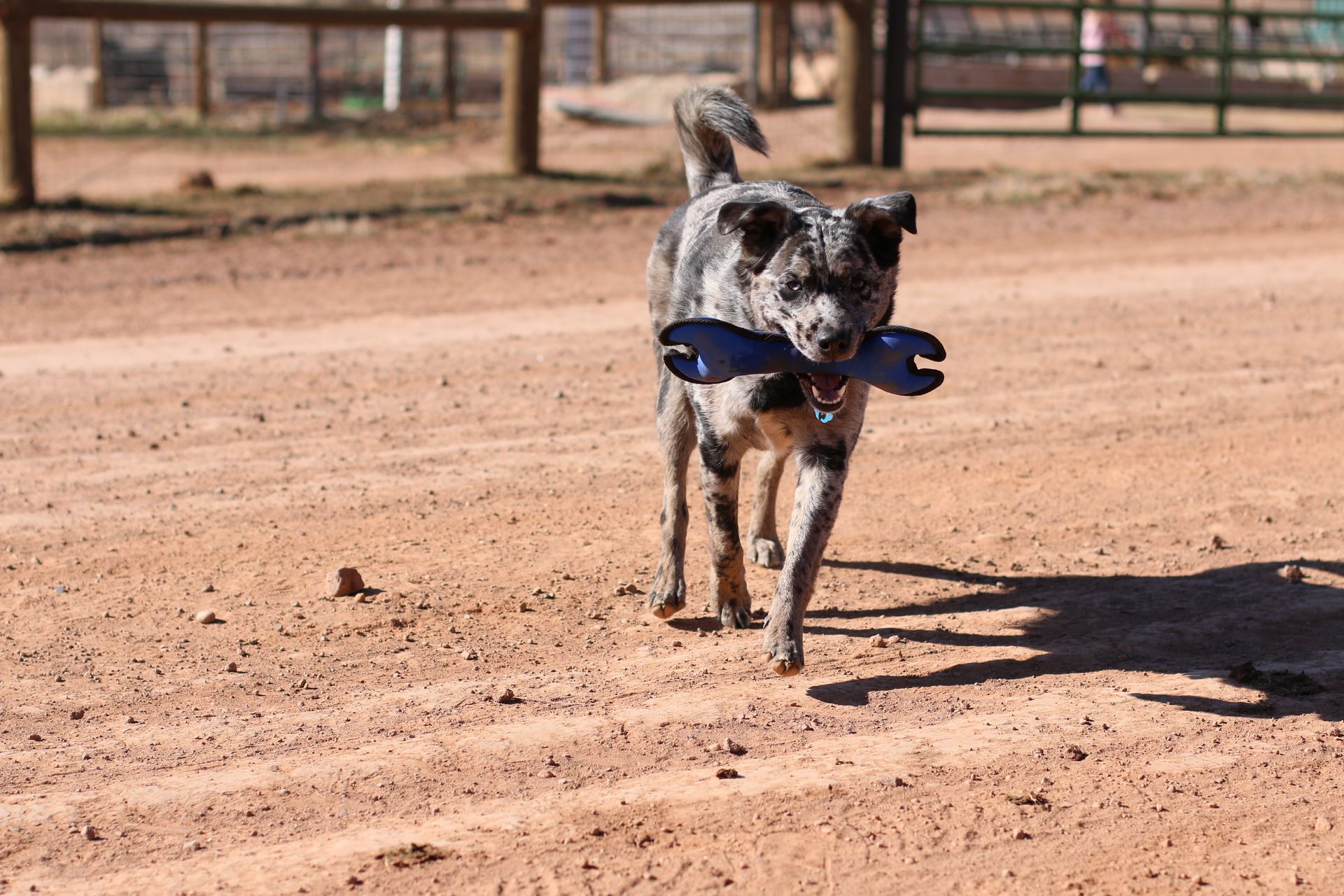 A dog is running on a dirt road with a toy in its mouth.