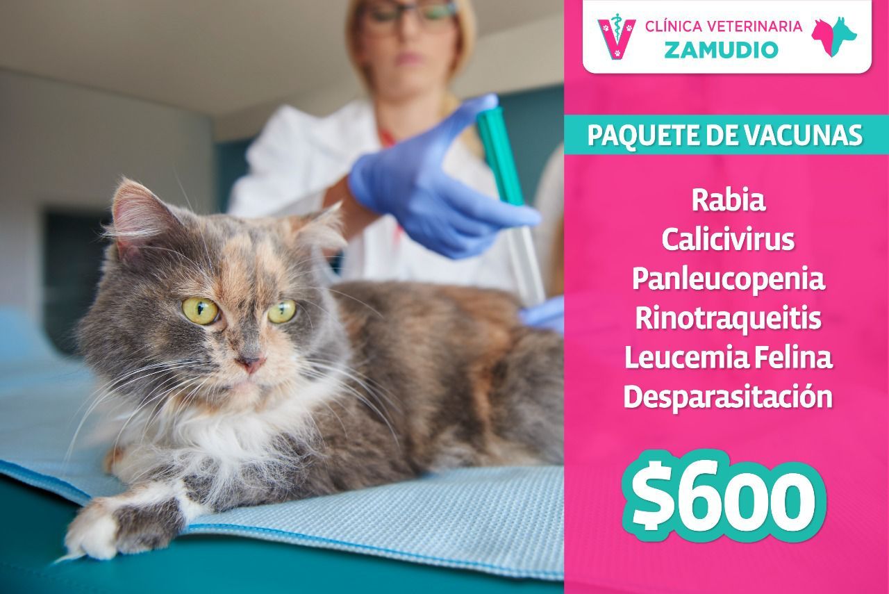 Clínica Veterinaria en Nuevo Laredo/VETERINARIA ZAMUDIO