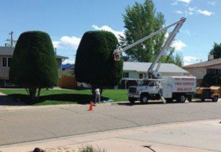 Tree Service - tree in Pueblo, Co