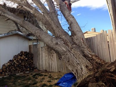 Tree Service - tree in Pueblo, Co