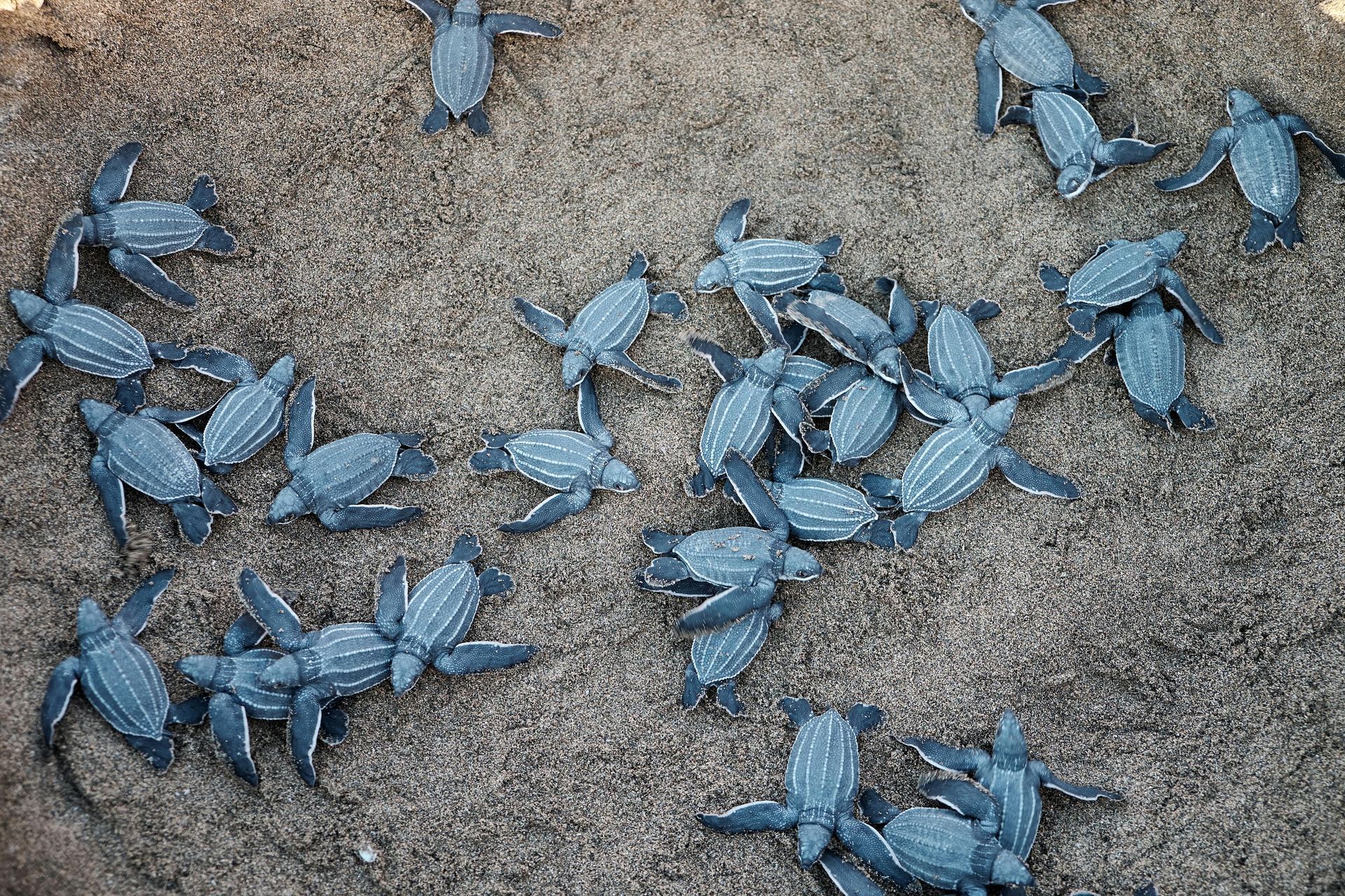 Sea turtles hatchings are crawling in the sand.