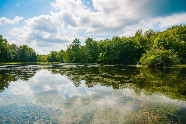 A lake surrounded by trees on a sunny day with clouds reflected in the water.
