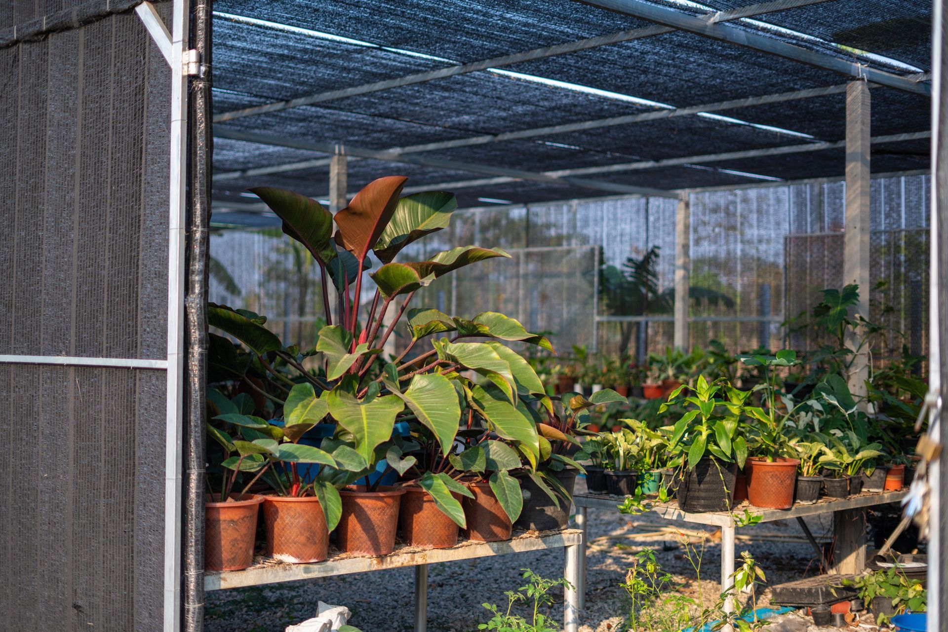 Plants For Sale — Beaver Falls, PA — Vance's Landscape Supply Inc