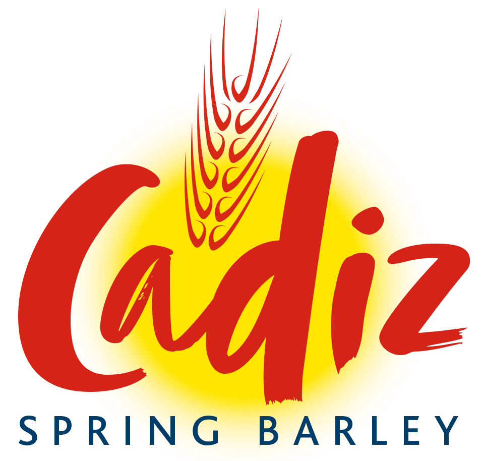 Cadiz spring feed barley