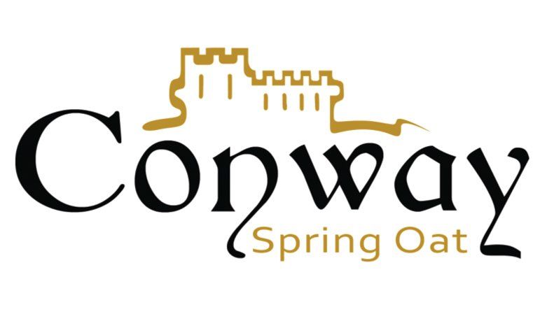 Conway spring oat