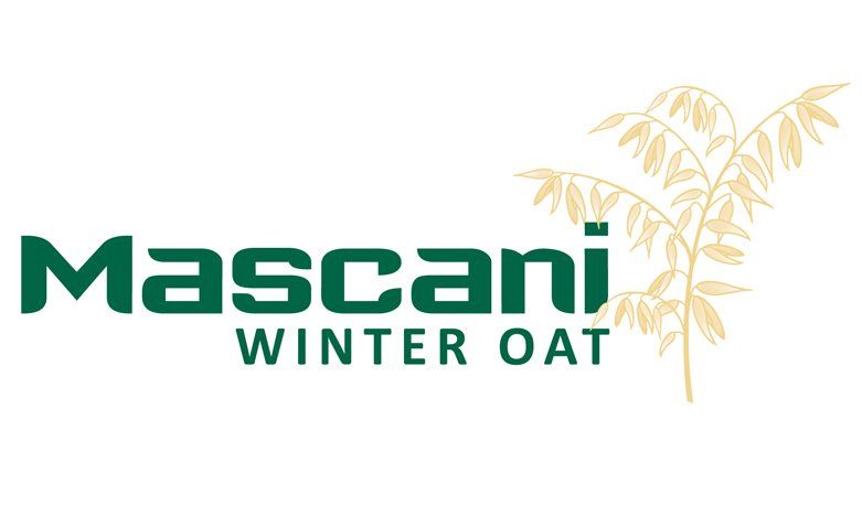 Mascani winter oat