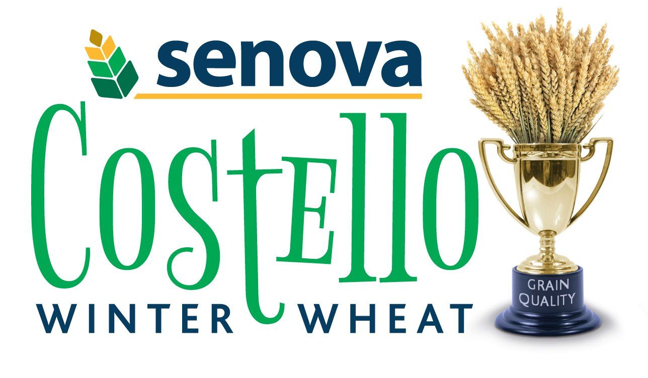 Costello feed winter wheat