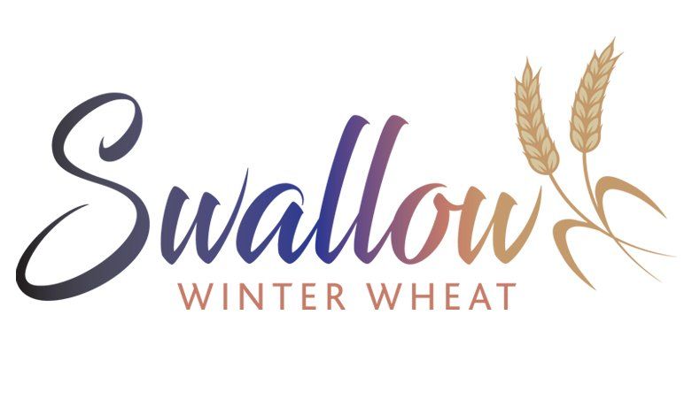 Swallow soft feed winter wheat