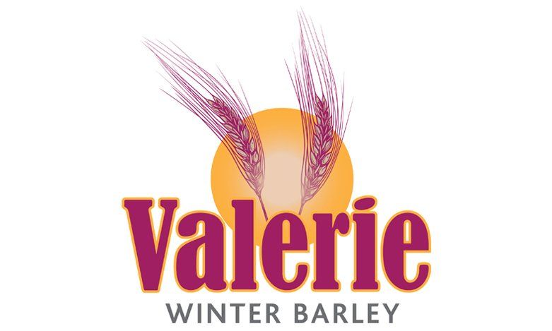 Valerie 2-row feed barley