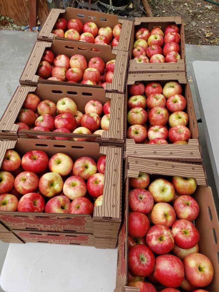Boxed Honey Crisp