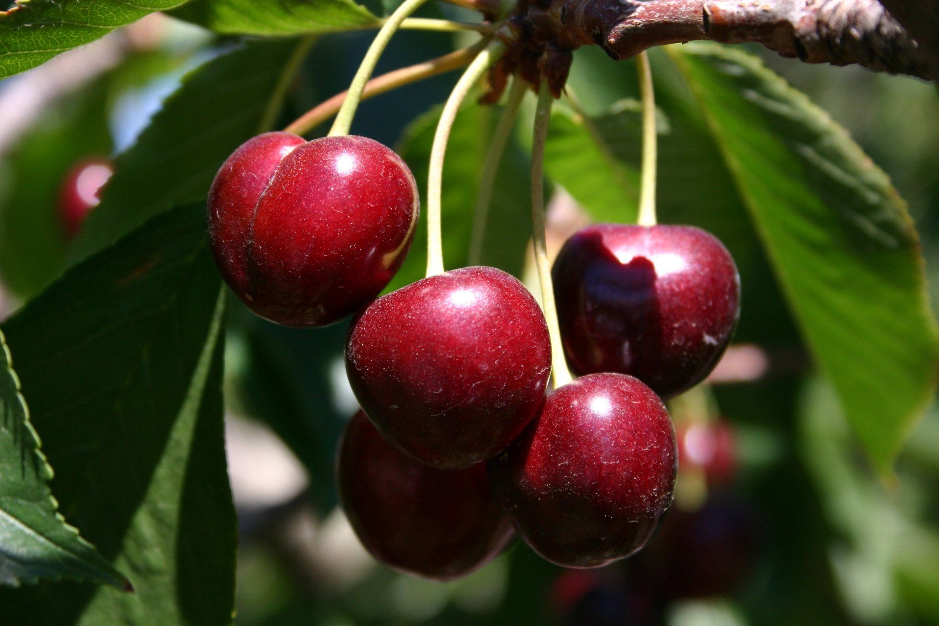Bing Cherry
