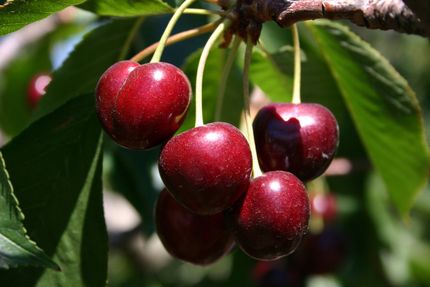 Cider