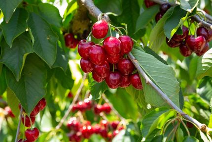 その他 Applecider Delta™ Classic Apple Cider Mix | Syngenta Flowers