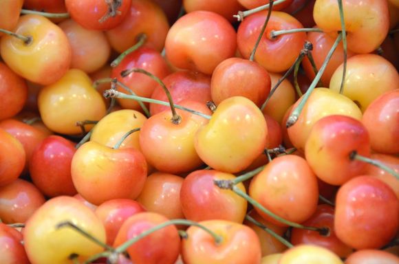 Early Robin 
Cherries